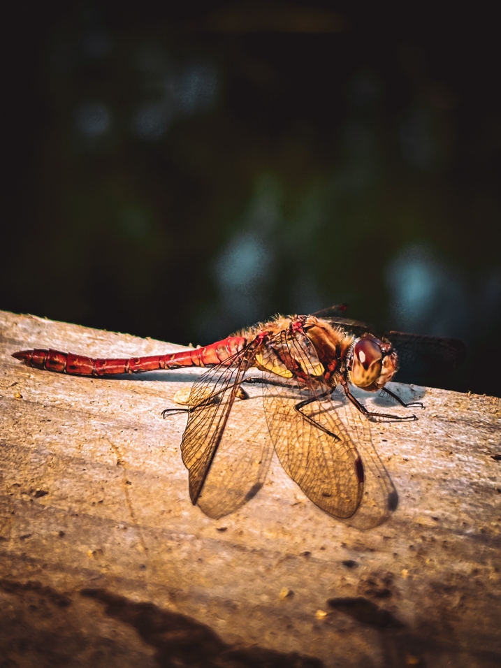 A dragonfly on a log